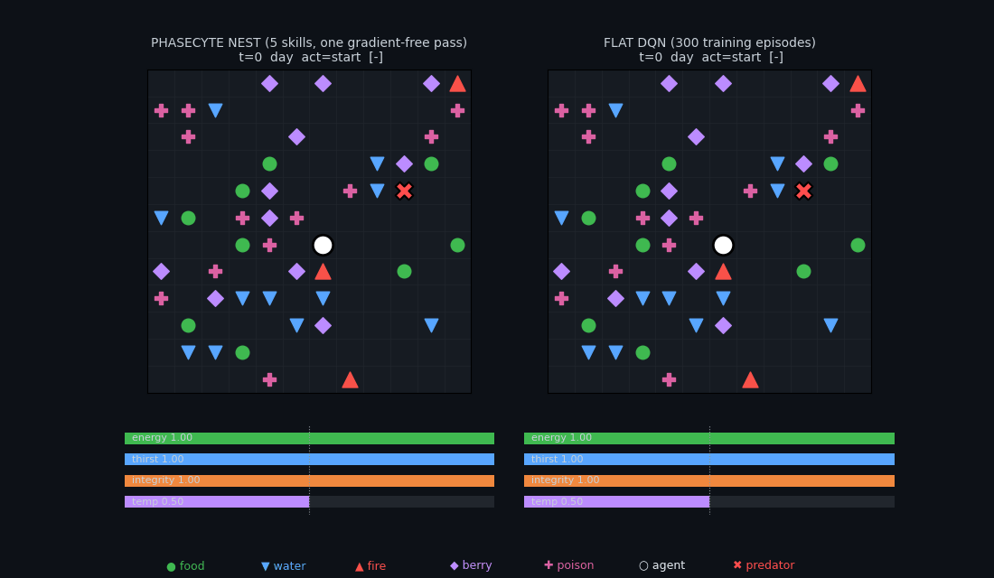 Side-by-side survival duel: phasecyte nest vs DQN